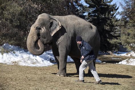 Edmonton zoo says Lucy the elephant too sick to be moved to sanctuary